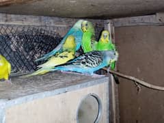 Australian parrots  for sale per pair 900