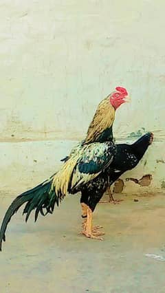 aseel mianwali