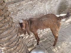 Bakra
