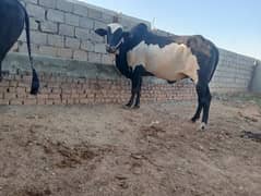 Qurbani