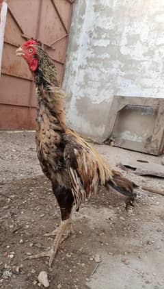 Aseel Mianwali Breed