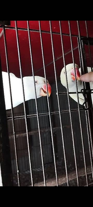 Cremino Ringnack looking for a new home 0