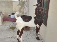 (Khassi Bakra) 2 danth