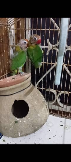 Parrot babies pair  for sale
