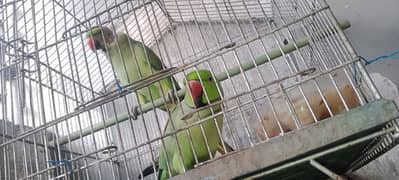 young birding pair