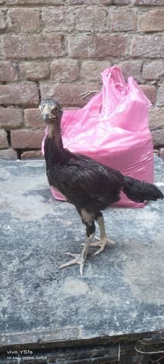 5 Chicks for Sale ( Mother Mianwali + Father Heera )
