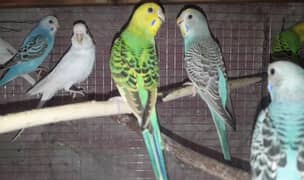 Budgies splits pathay