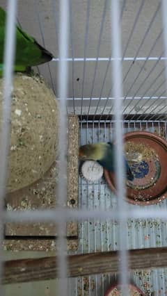 5 pair astyliyan 2 pair love bird