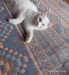 Persian cat