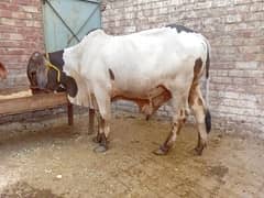 Bull for Eid Qurbani