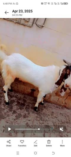 Bakra for sale