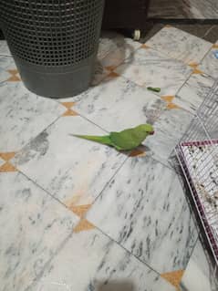 ring nick parrot female urgent  for sale