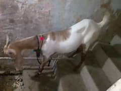 sub do dant hai khassi Bakra hai meet ranj ke hai qurbani ke leye