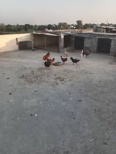 Desi Ghar ki phale howi murghyain 8  2 murga