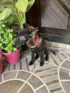 German shepherd male dog