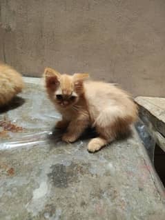 Persian kittens