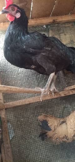 black desi aseel murghi and murga with chicks