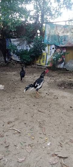 aseel lasani cheena full heigh quality