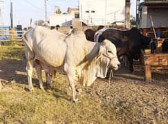 Cows For Sale, All kinds