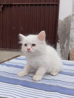 6 Male and female kittens for sale