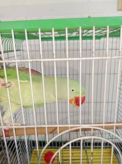 2year parrat raw