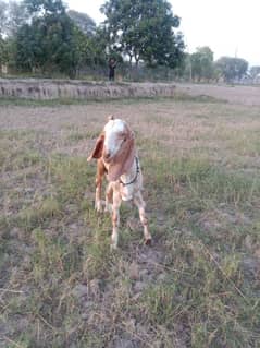 cheena makha