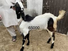 03094073591 Qurbani k 20 janver sale k lia available hn