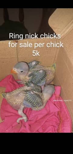 ringneck