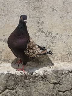 pigeon