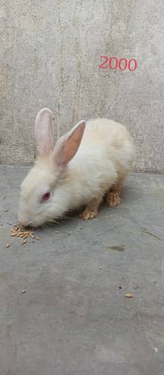 Rabbits