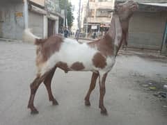 beautiful goat