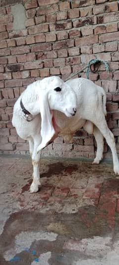 chatra