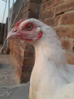 Heera madi for sale Acha jor ma ha number 03164043725