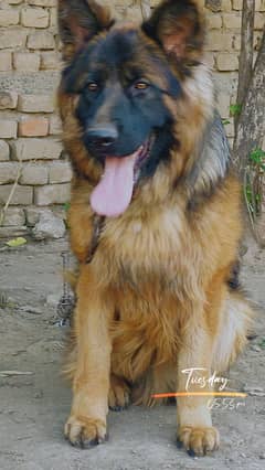 Sale dog