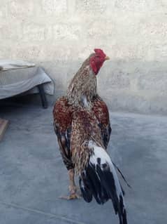 Aseel tetra patha urgent sale
