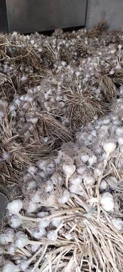 Desi 100% pure pink Garlic (لہسن)