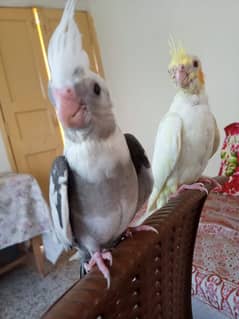 cockatiel handtame