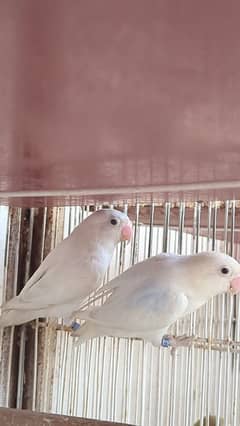 ALBINO SPLIT INO