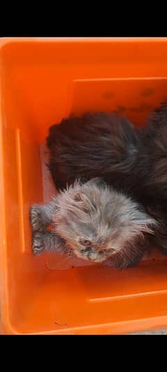 Persian kittens for Sale