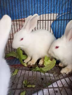 Rabbits
