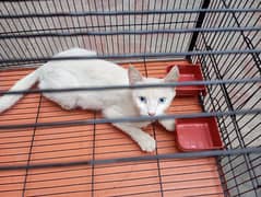 one cat