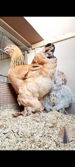 brahma or fully automatic incubator available