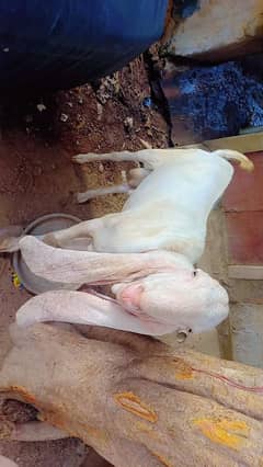 2 dantt Gulabi munda 0315 8921643