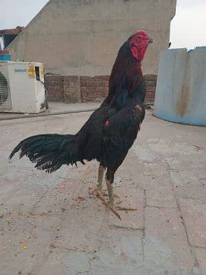 Fahad saddique