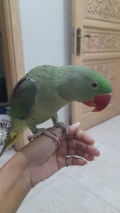 Raw Green Parrot for sale active bholne wala