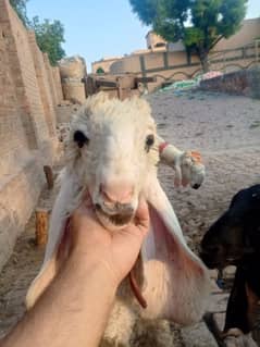 kajli female