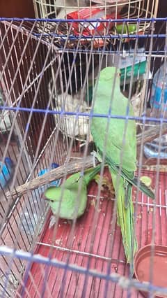 bolny