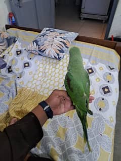Green raw parrot