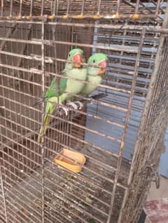 parrot