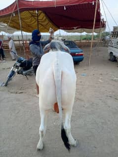 Sibi